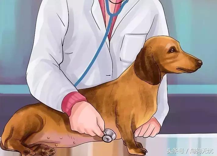 狗狗怀孕了你都不知道?先来学习狗狗怀孕知识吧!