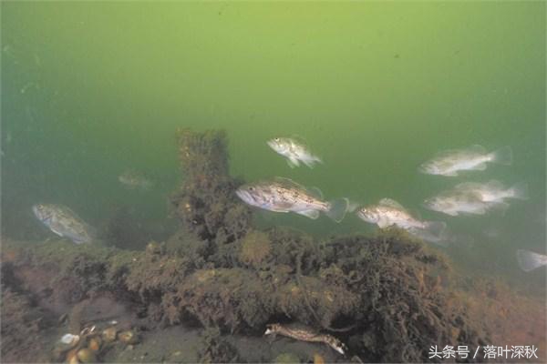 沉默的“经远”号——大连庄河（黑岛镇）