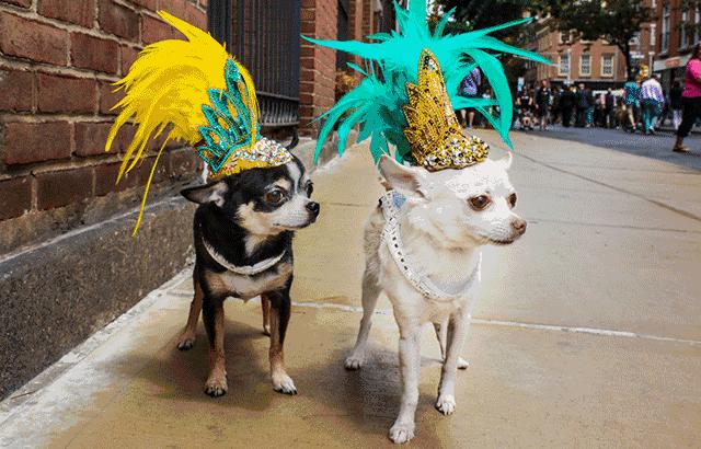 当狗炫起富来根本没人什么事儿了