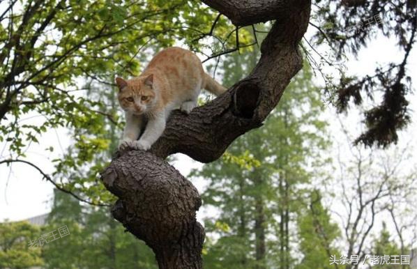 凡事留一手小说,猫教老虎留一手