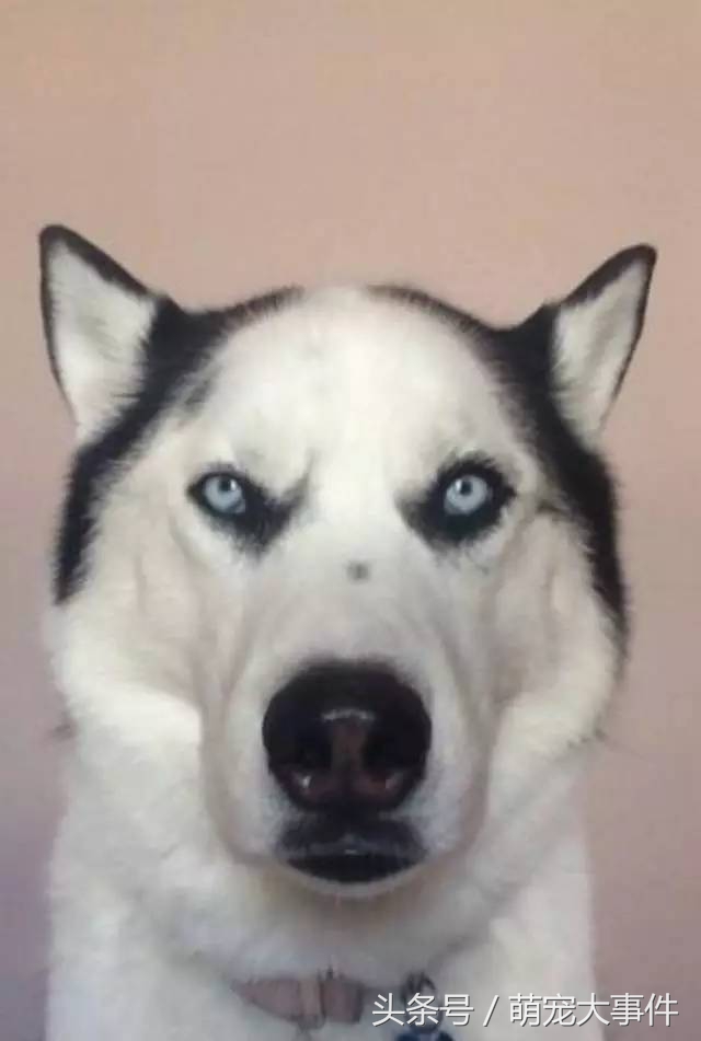 哈士奇头顶三把火传说,哈士奇头顶三把火混一起的不纯吗