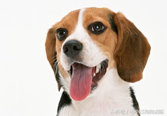 比格狗图片,长得和比格相似的狗