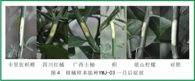 柑橘脚腐病防治视频,柑橘脚腐病是什么原因