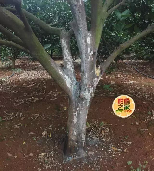 柑橘脚腐病防治视频,柑橘脚腐病是什么原因
