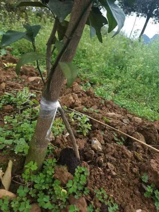 柑橘脚腐病防治视频,柑橘脚腐病是什么原因