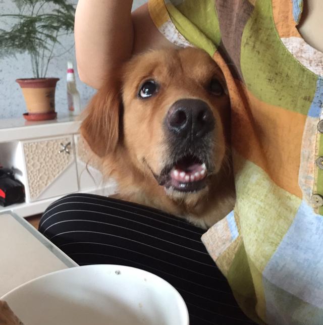 宠物囧事合集,狗狗放屁太臭了熏到主人怎么办