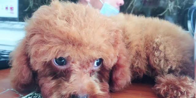 宠物囧事合集,狗狗放屁太臭了熏到主人怎么办