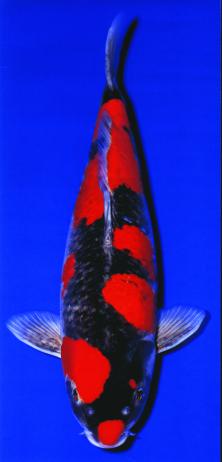 一条50斤的锦鲤市场价卖到近50万,一条锦鲤卖出一千五百万