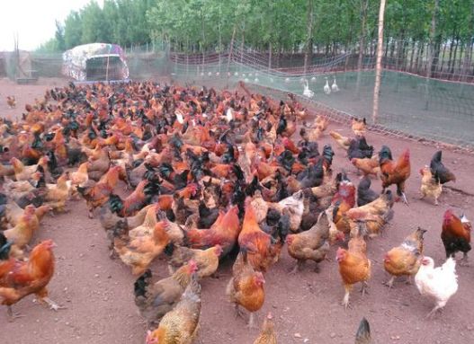 鸡霉菌性肠炎,鸡肠炎的防治方法