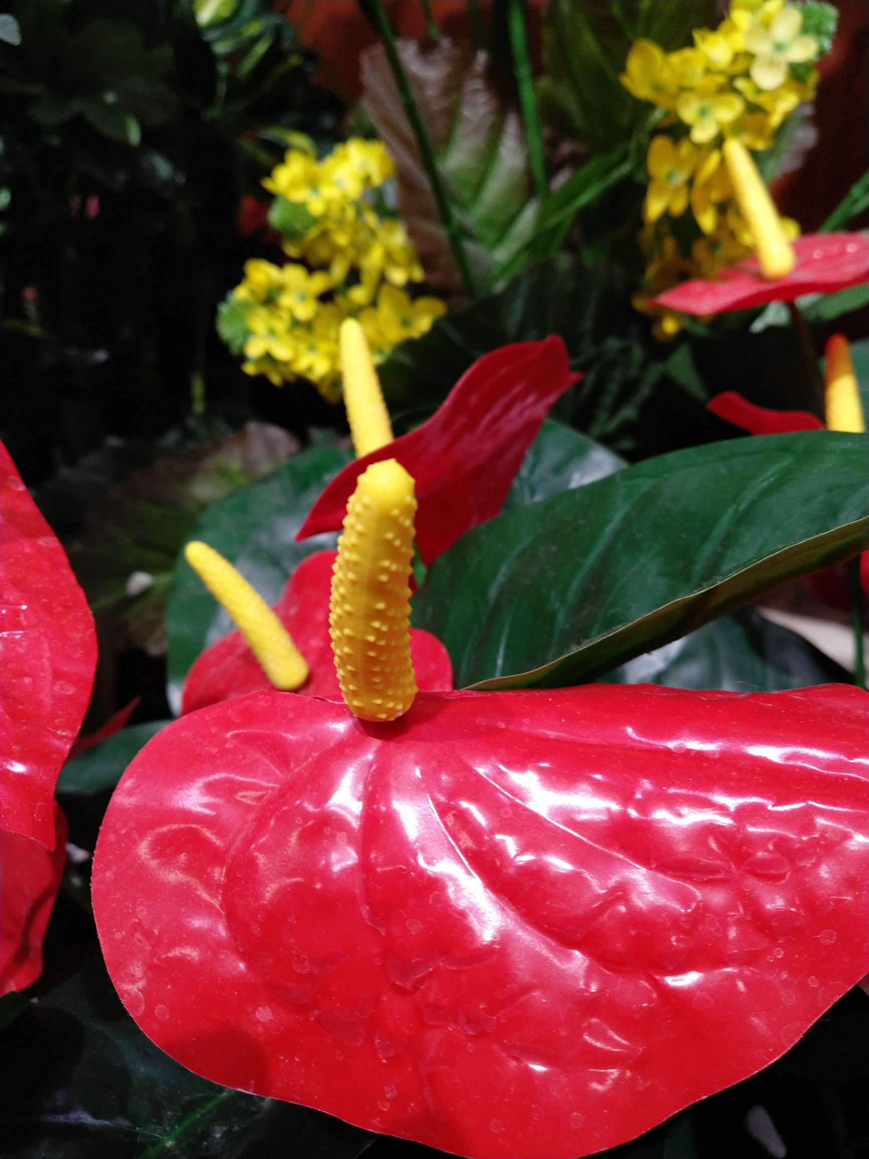 坚果pro2s换屏幕,坚果pro2拍照能力