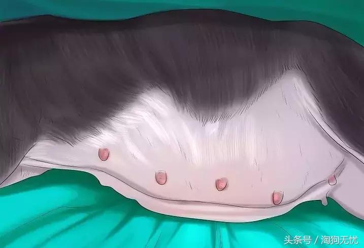 狗狗怀孕了你都不知道?先来学习狗狗怀孕知识吧!