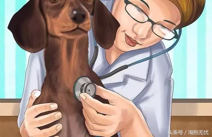 狗狗怀孕了你都不知道?先来学习狗狗怀孕知识吧!