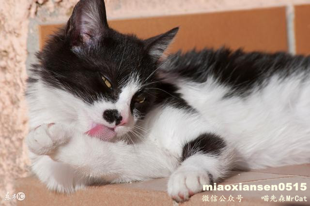 如何解决猫咪呕吐以及喵咪呕吐的原因