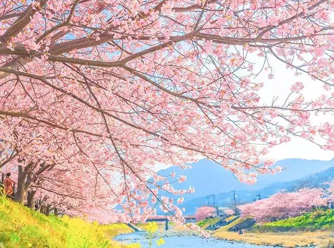 河津赏花一日游最佳去处,日本河津早樱最佳季节