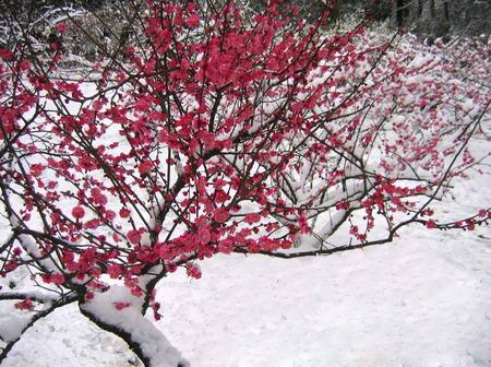 梅花情诗关于梅花古诗大全,历代咏梅花诗词大全