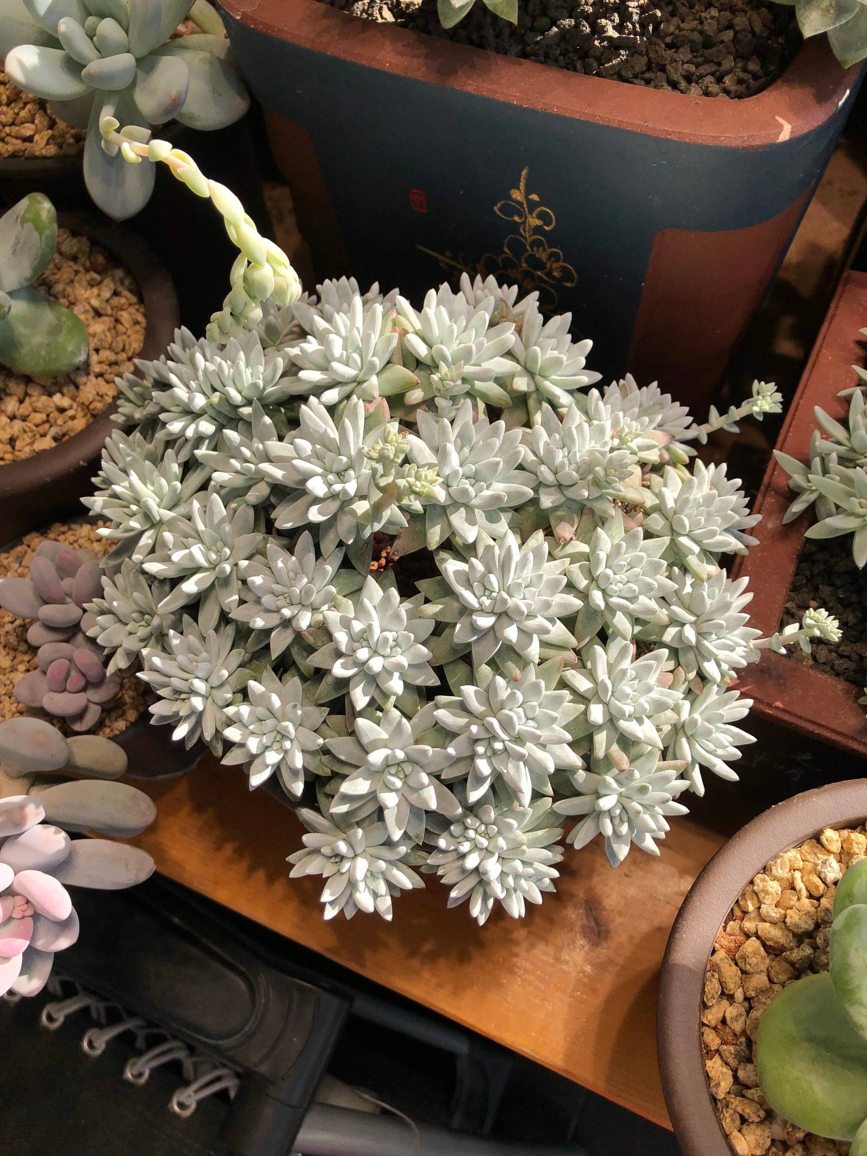 多肉植物仙女杯篇,多肉植物仙女杯