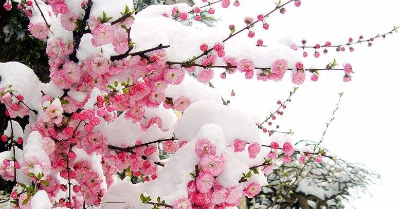 梅花情诗关于梅花古诗大全,历代咏梅花诗词大全