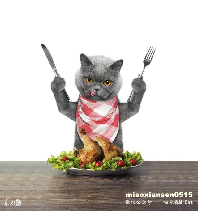 如何解决猫咪呕吐以及喵咪呕吐的原因