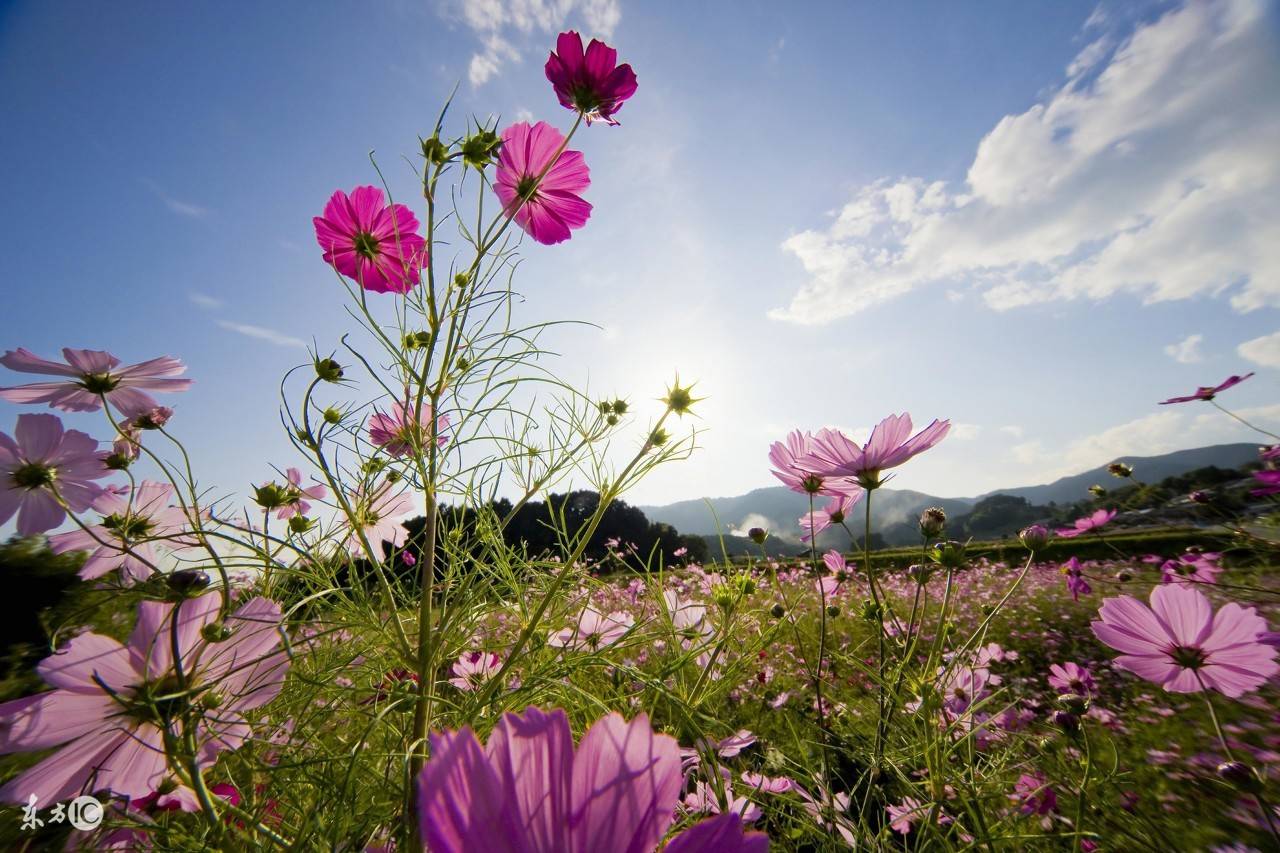 回味80后的童年乡村实景,怀念80年代乡村视频