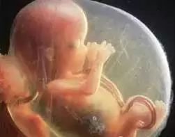 月安馨小课堂“羊水”为什么叫羊水呢?