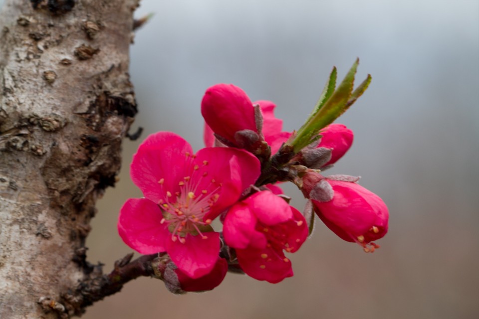「君临城下七律」花中四君子