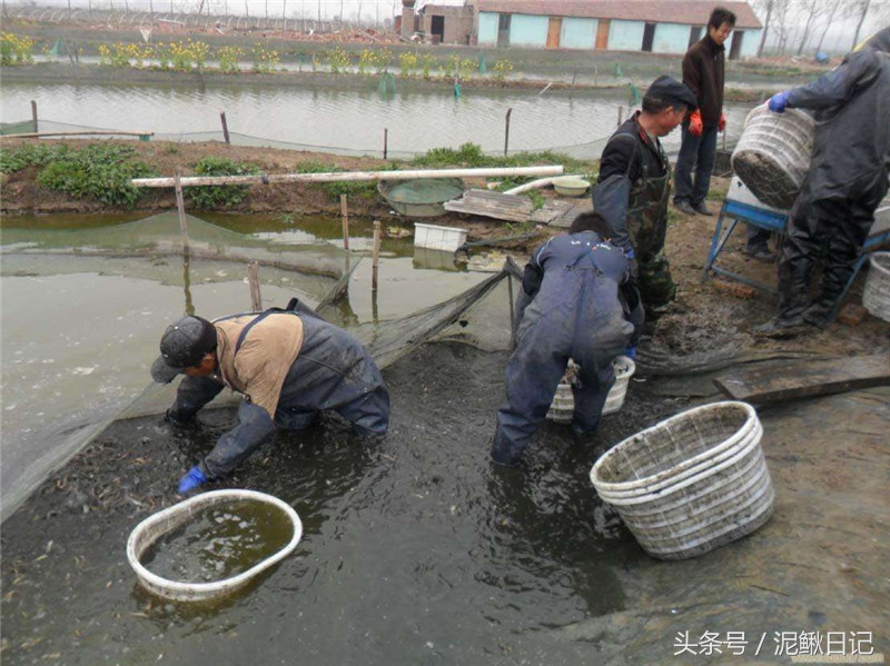 农村养泥鳅前景如何及方法,养泥鳅需要什么条件