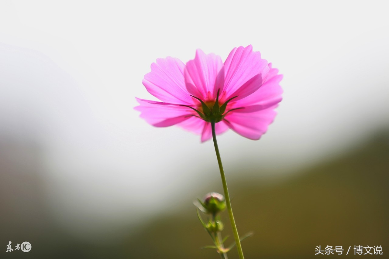 古诗人面桃花诗句,古诗人面桃花的诗句