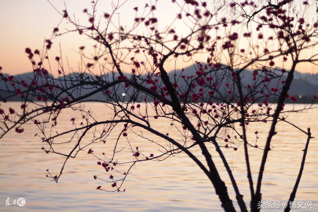 古诗人面桃花诗句,古诗人面桃花的诗句