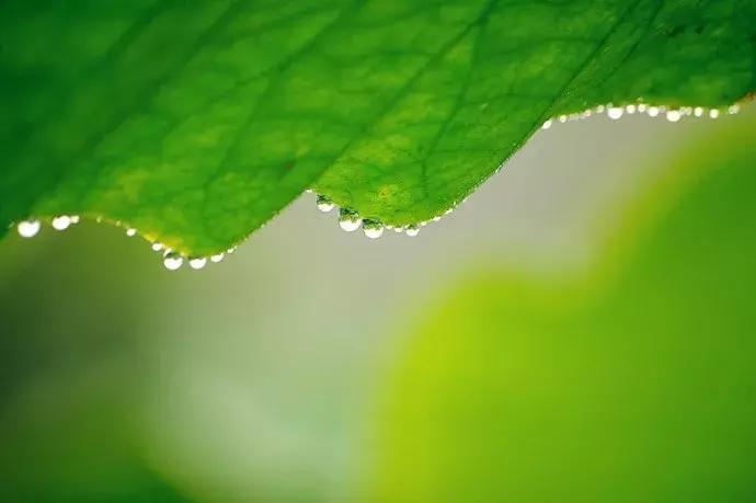 荷叶能够防治心血管疾病？