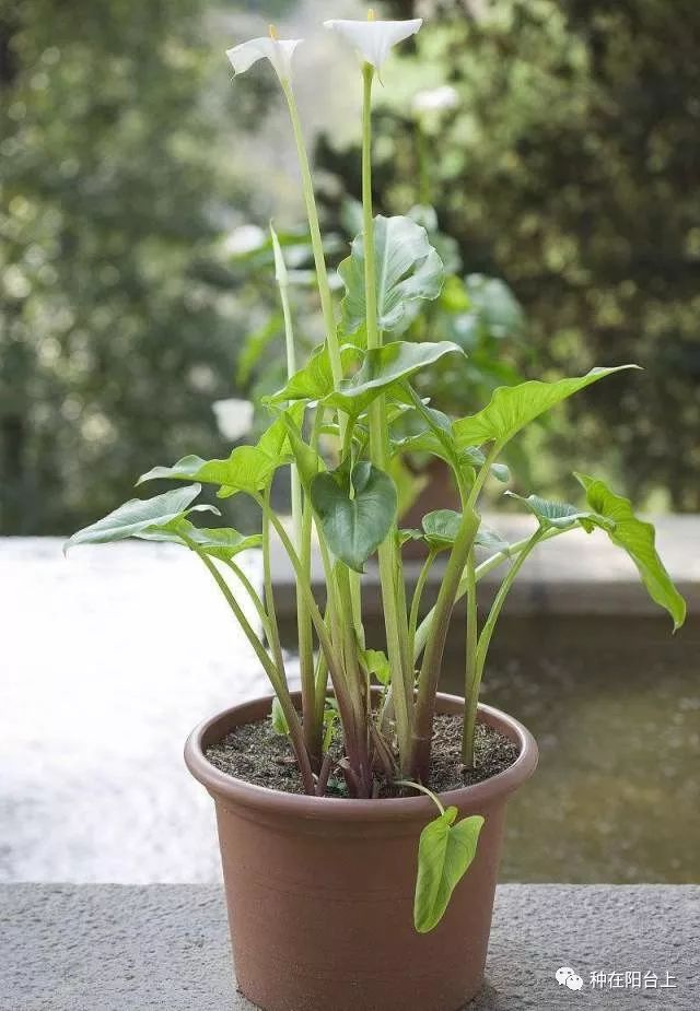 彩色马蹄莲如何开花多点,彩色马蹄莲怎么养才开花快