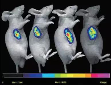 实验动物福利原则,科技对动物的好处