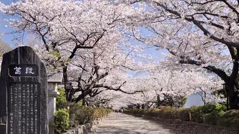 河津赏花一日游最佳去处,日本河津早樱最佳季节