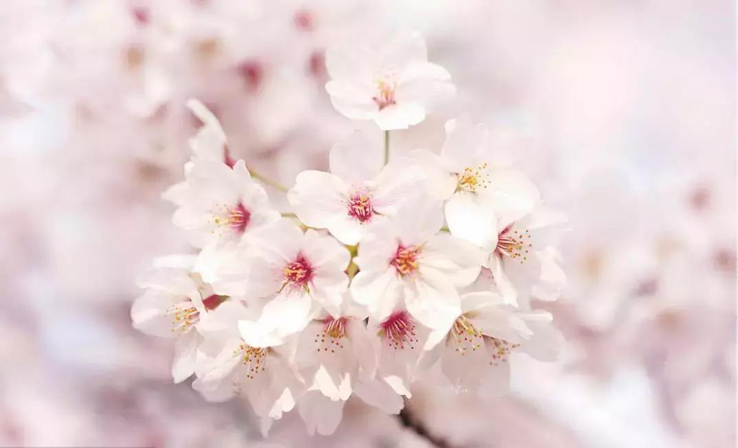 河津赏花一日游最佳去处,日本河津早樱最佳季节
