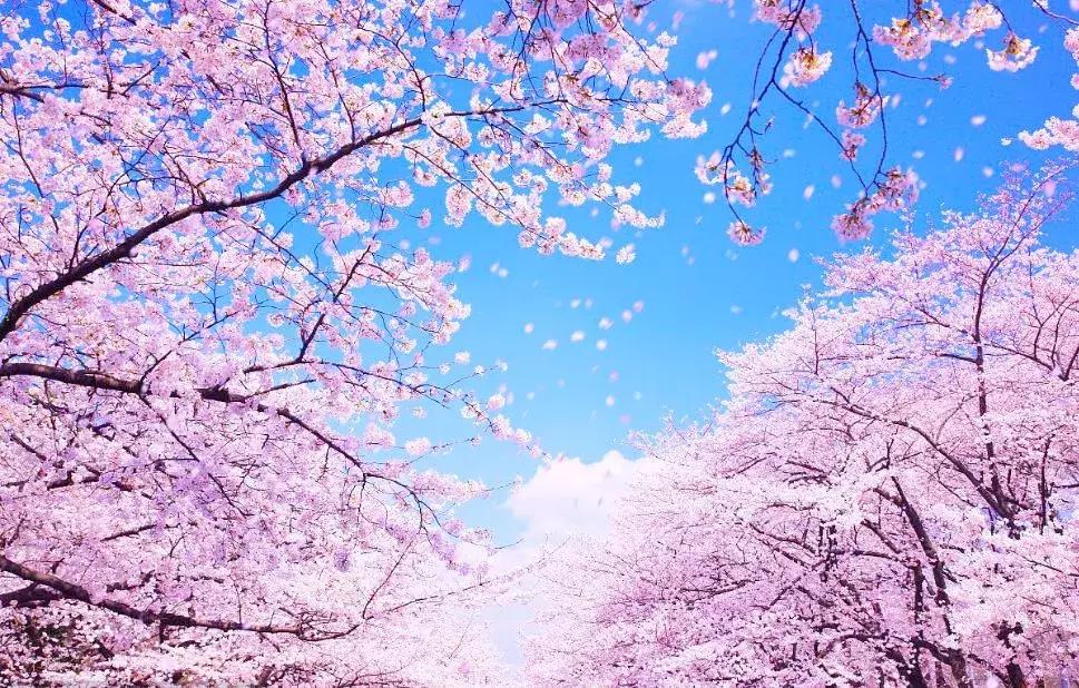 河津赏花一日游最佳去处,日本河津早樱最佳季节