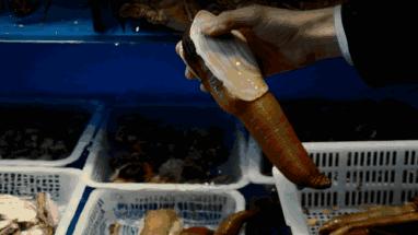 这家蒸汽海鲜真的很不错,蒸汽海鲜哪家最正宗