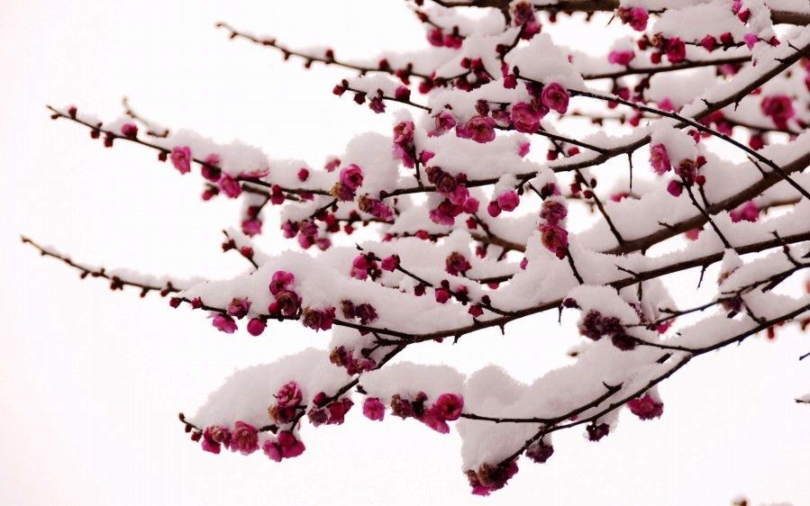 梅花情诗关于梅花古诗大全,历代咏梅花诗词大全