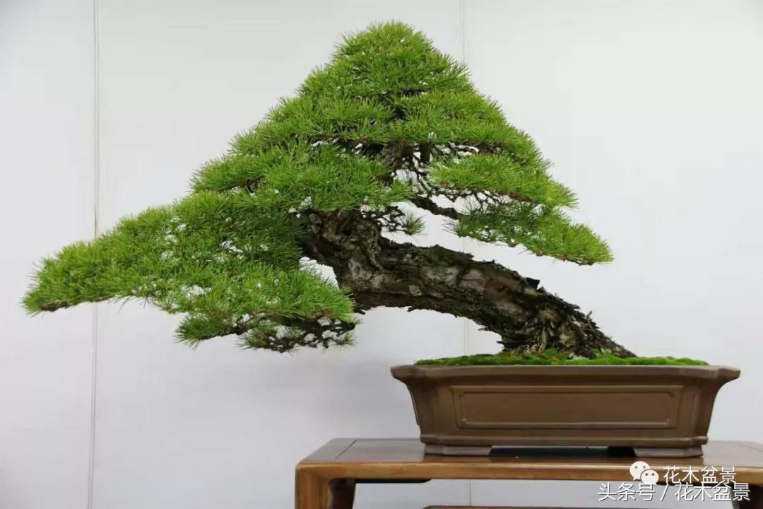 制作黑松高杆盆景之要领,黑松盆景用深盆还是用浅盆