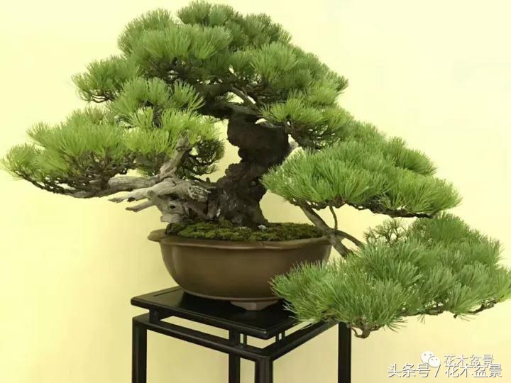 制作黑松高杆盆景之要领,黑松盆景用深盆还是用浅盆