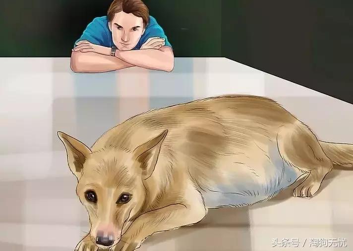 狗狗怀孕了你都不知道?先来学习狗狗怀孕知识吧!