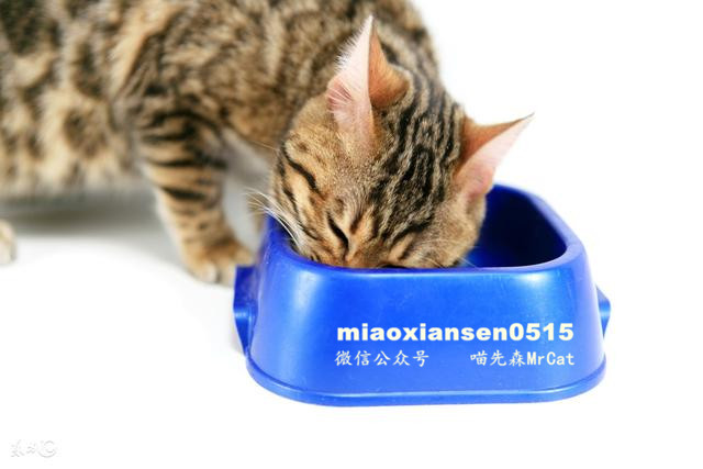 如何解决猫咪呕吐以及喵咪呕吐的原因