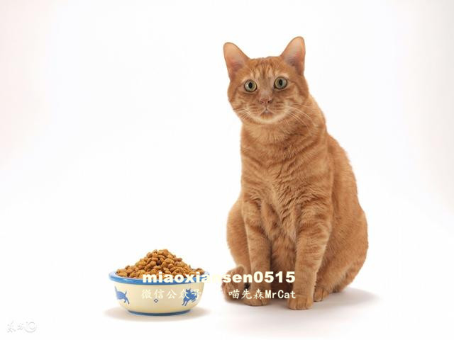 如何解决猫咪呕吐以及喵咪呕吐的原因