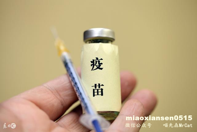 如何解决猫咪呕吐以及喵咪呕吐的原因