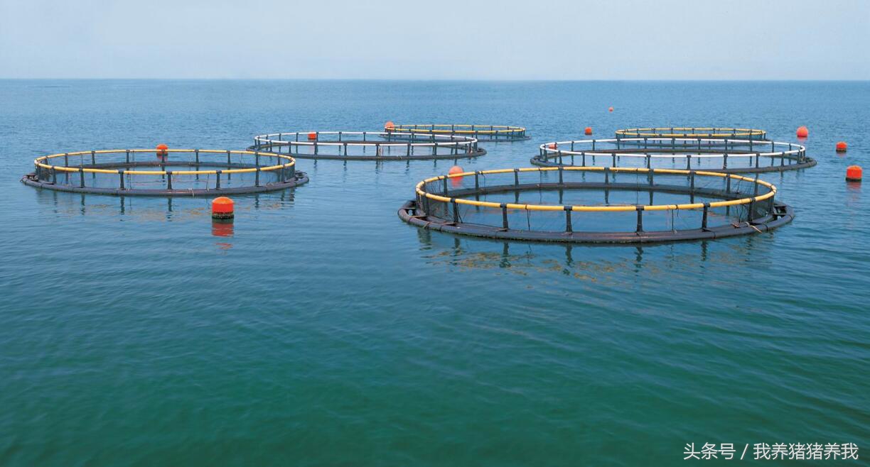 农业政府补贴项目申报流程,农业综合开发农业部项目申报指南