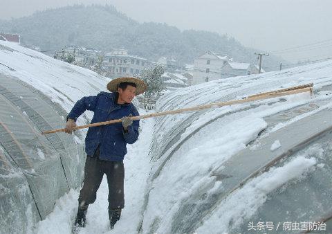 柑橘冻了还能补救吗,柑橘防寒抗冻吗