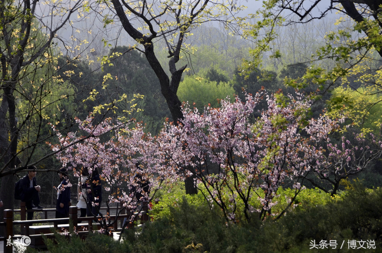 古诗人面桃花诗句,古诗人面桃花的诗句