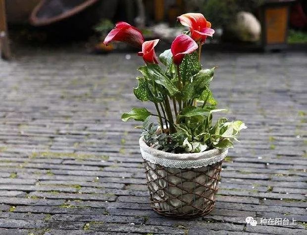 彩色马蹄莲如何开花多点,彩色马蹄莲怎么养才开花快