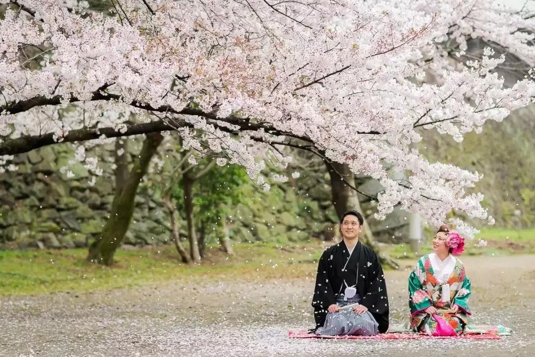 河津赏花一日游最佳去处,日本河津早樱最佳季节