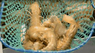 这家蒸汽海鲜真的很不错,蒸汽海鲜哪家最正宗