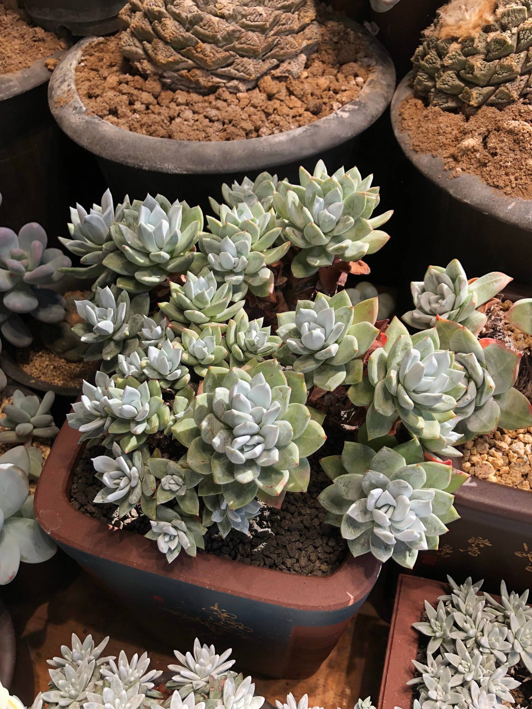 多肉植物仙女杯篇,多肉植物仙女杯