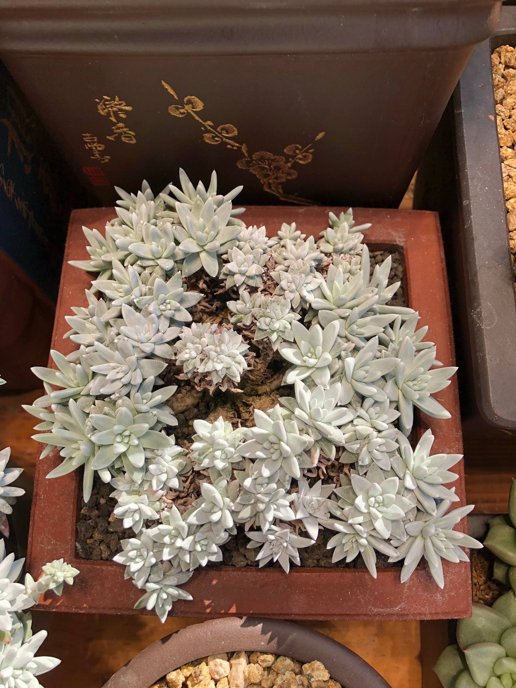 多肉植物仙女杯篇,多肉植物仙女杯